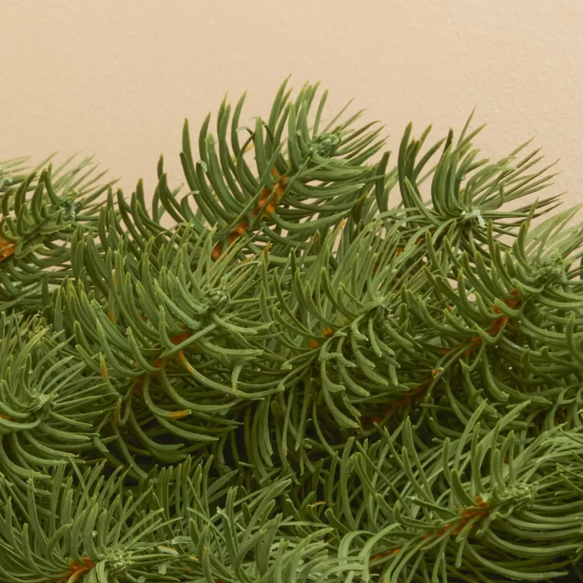 Ghirlanda di abete (180 cm - D25) Utah Luxe Verde